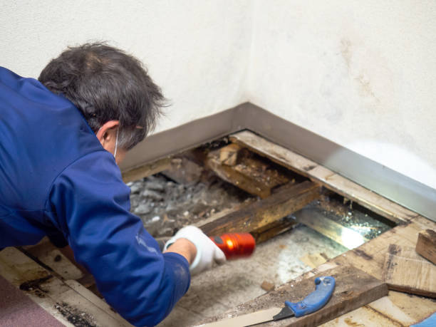 Best Fast Mold Removal  in New Athens, IL