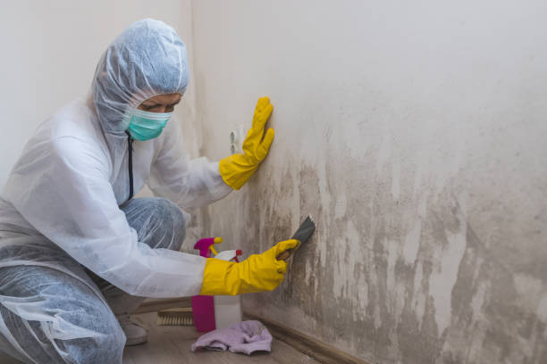 Best Water Damage Restoration  in New Athens, IL