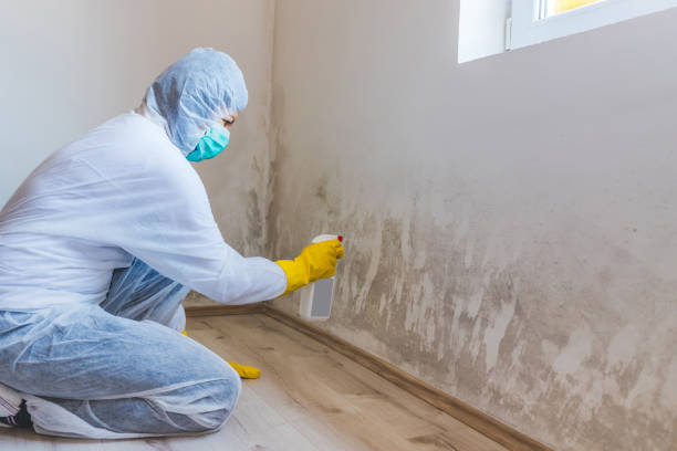 Mold Testing and Removal in New Athens, IL