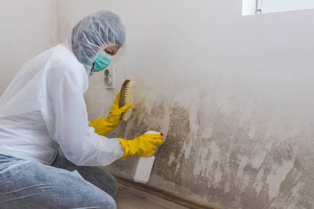 Best Fast Mold Removal  in New Athens, IL