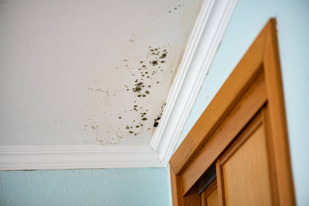 Professional Mold Removal in New Athens, IL