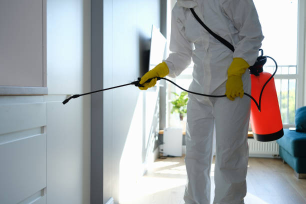 Best Commercial Mold Removal  in New Athens, IL