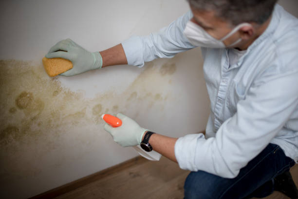 Office Mold Removal Services in New Athens, IL
