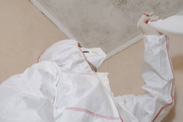 Best Mold Remediation Services  in New Athens, IL