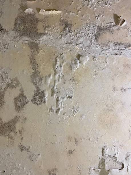 Best Mold Removal Company Near Me  in New Athens, IL