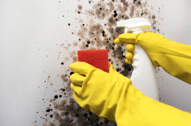 Best Same-Day Mold Removal  in New Athens, IL