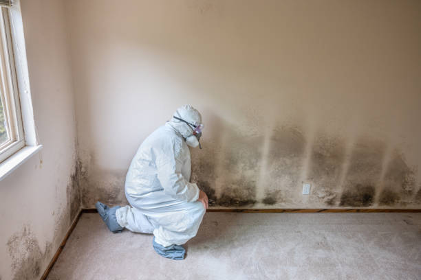 Best Black Mold Removal  in New Athens, IL