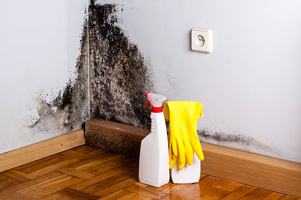 Best Residential Mold Removal  in New Athens, IL