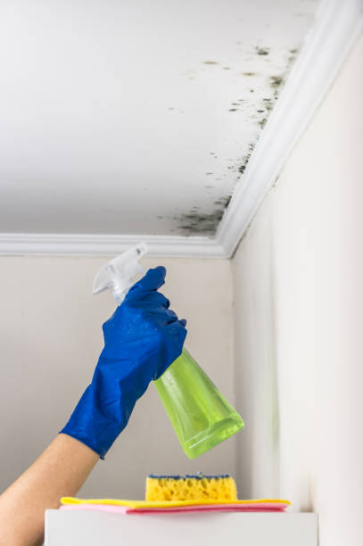 Best Local Mold Removal Service  in New Athens, IL