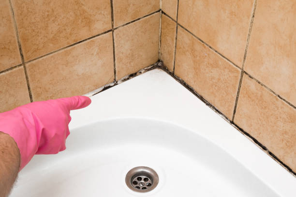 Best Mold Damage Repair  in New Athens, IL